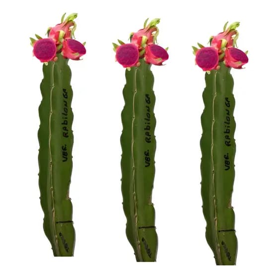 Pitaya Vermelha 3 Un Red Estaca plante vaso terra