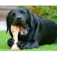 Petisco PET Osso Fêmur Desidratado 100% Natural Defumado Para Cães Adestrador