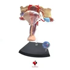 Anatomia do Órgão Reprodutor Feminino - 4D MasterMed