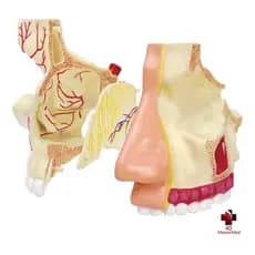 Anatomia do Nariz e Olfato - 4D MasterMed