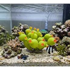 Enfeite de Silicone para Aquário e Ornamentação Alga Bulbo do Mar