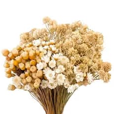 Mix 400 Flores Brancas Desidratadas Sempre Viva Jazida Macela Buquê Natural P/ Arranjos