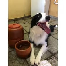 Bebedouro Pet feito de cerâmica