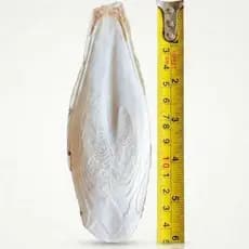 Osso de Siba Natural NutriGrão - Fonte de Cálcio para Pássaros, Tartarugas e Répteis, Tamanho grande