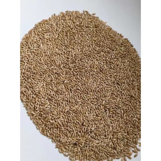 Alpiste Puro para Canário, Calopsita e Periquito - Nutrigrão