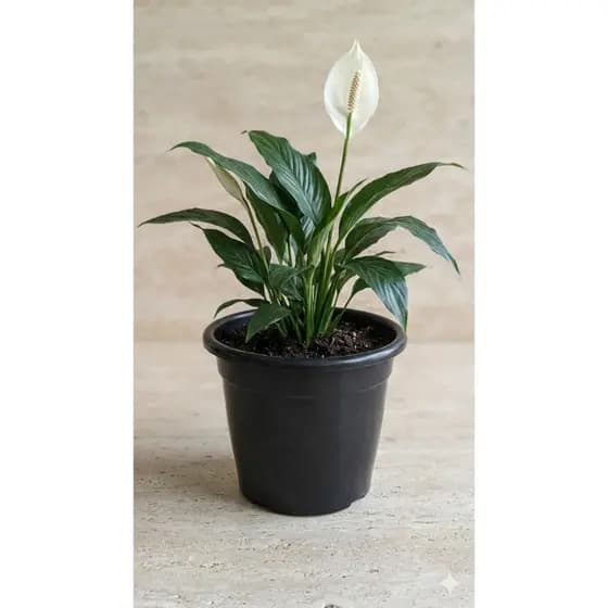 Kit 5 Vaso de Planta Pote 30 12 Litros Para Flores Jardim Mudas Horta