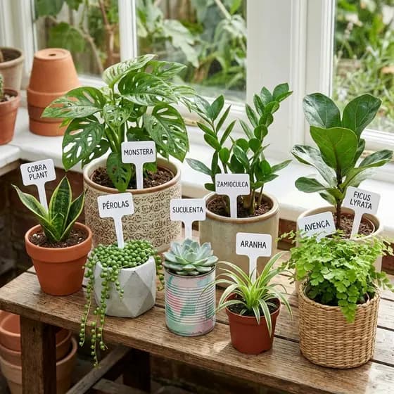 50 Unidades Plaquinha De Identificação de Plantas E-16cm Para Plantas Suculentas Mudas