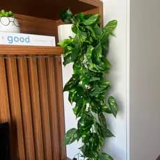 Vaso Decorado com Planta Permanente Jiboia - Elegância Natural Premium e Sofisticação Atemporal