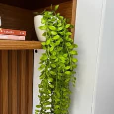 Vaso de Cerâmica com folhagem de Dischidia Artificial – Elegância e Movimento na Sua Decoração!