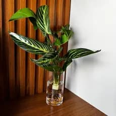 Arranjo com Folhagem Artificial Calathea Zebrina no Vaso de Vidro