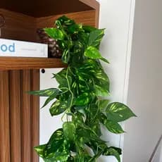 Vaso Decorado Trançado Artesanal com Folhagem Pendente Jiboia Elegância Natural Premiuml