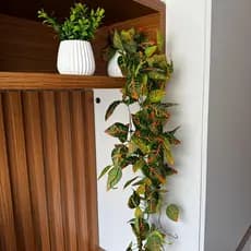 Kit com 2 Vasos Decorativos com Folhagens Artificiais: Croton Pendente e Folhagem - Gomos