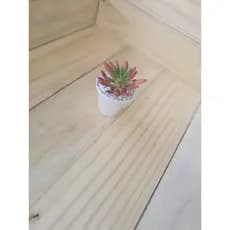 Vaso Decorativo Planta Artificial Suculenta Robert Plant
