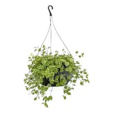 Kit 06 Vaso Cuia Pendente 6,6 Lts 31cm Grande com Alça para Plantas Flores Samambaias