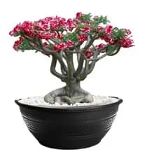 Kit 12 Vasos Cuia Grande 31cm  6,6 Litros Rosa Do Deserto Suculentas Jardim