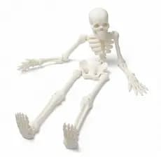 Esqueleto Articulado Miniatura Humano Anatomia Estudo Decoração Halloween