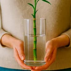 Vaso Cilíndrico 20x10 Tubo de Vidro Decorativo Mesa Casamento Plantas Porta Rolha Vinho