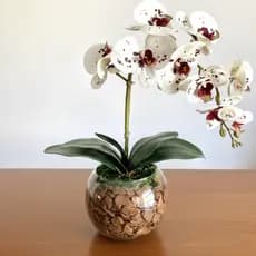 Vaso Arranjo de Orquídea Redondo Aquário Vidro 3 Litros Decoração Terrário Sala Mesa