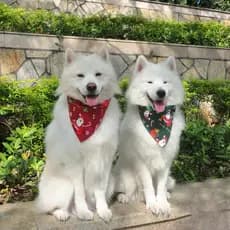 Coleira NATAL Bandana para Cachorro/gato cães - Porte Médio - Coleira Cachorro