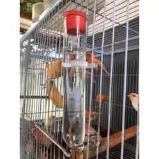 01 Bebedouro de vidro com tampa para pássaros malha fina 60ml