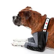 Roupa Protetora Cotoveleira Higroma Para Cães Pet Med