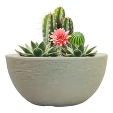 Vaso Bacia Cuia 26cm Rosa Do Deserto Plantas E Suculentas plantas naturais vaso leve