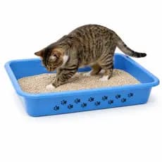 Caixa de Areia para Gatos Adultos Filhotes Com Borda Alta
