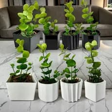 Kit 8 Vasinhos Decorativos com Plantinhas Realistas