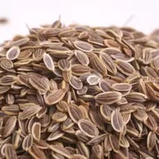 Endro Sementes para Chá 1Kg - Safra Nova