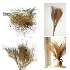 Galhos De Aspargo Natural Decoração Arranjos Enfeite