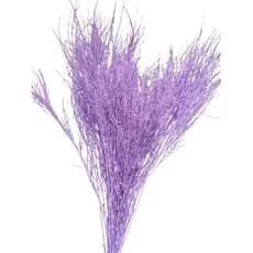Galhos De Aspargo Roxo Escuro Seco Natural Decoração