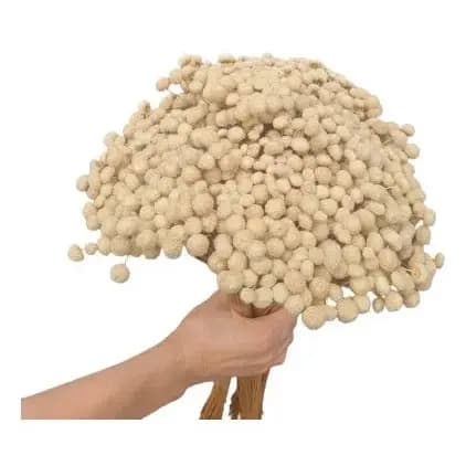 Maços De Sempre Viva Bolinha Branca Seca Natural-3UN
