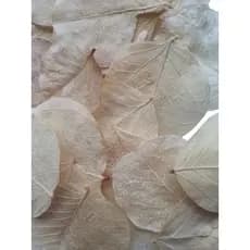 Folhas Secas Desidratadas Amarelo Claro Decoração Enfeite
