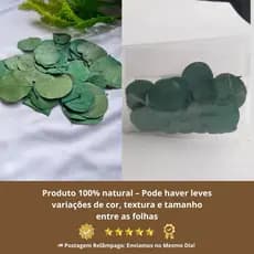 Folhas Moeda Secas Desidratadas Verde Escuro- 100 Folhas