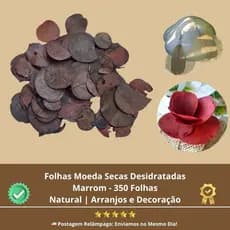 Folha Moeda Marrom Seca Natural Decoração - 350 folhas