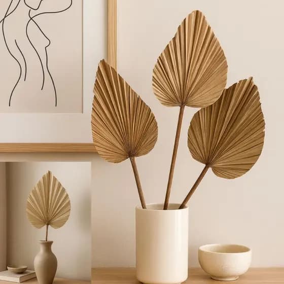 Folhas De Latania Seca Desidratadas Para Decoração e Arranjos