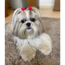 pet 20 lacinhos para pet laços pet lacinhos para pet pelo curto pet shop grampo de cabelo para cachorro laço pet pet