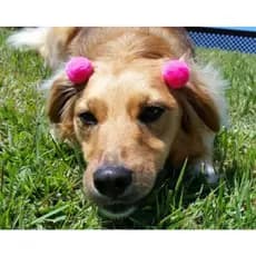 100 Unidades de Pompom Pet Mix Estampados e Lisos Cães Cachorro Laços Banho e Tosa Atacado Pet Shop Gato Cachorra Bicho