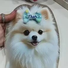 2 Lacinhos Para Pet Cachorro Coleira Para Cachorro Com Nome Silicone Laços Pet Laço Tapete Higiênico Para Cães Pet Shop