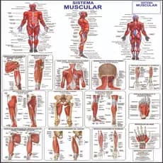 Mapa Do Corpo Humano Sistema Muscular Anatomia 120 cm x  90 cm - Grande
