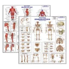 Kit 2 Mapas Sistema Muscular - Esqueletico 1 - Atualizado