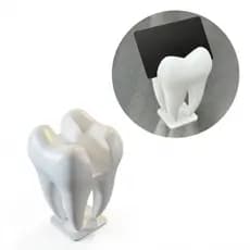 Porta Cartão de Visita Dente Molar – Decoração Consultório Odontológico