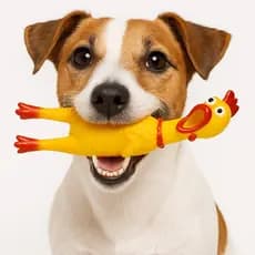 Galinha de Borracha com Apito para Cães Brinquedo Pet Resistente, Antiestresse e Divertido