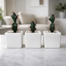 Kit Arranjo Suculenta Vaso Gesso Decorativo Para Sala, Escritório e Casa Decoração, Lembrancinha Casamento