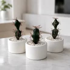 Kit Arranjo Cactus Suculenta Vaso Gesso Decorativo Sala, Escritório, Apartamento Decoração, Lembrancinha Casamento, Mesa
