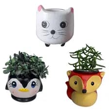 1 Vaso De Bichinho Suculenta Cacto Vasinhos S/ Planta