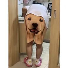 Golden Retriever Shorts Criativos De Praia Engraçados Calças Esportivas Masculinas E Femininas Casuais Cabeça De Cachorr