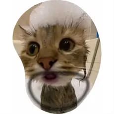 Mouse Pad Gatinhos Memes