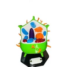 Célula Vegetal Maquete Biologia Citologia