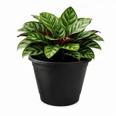 Vaso Plástico 3 Litros Para Plantas Mudas Jardim E Decoração